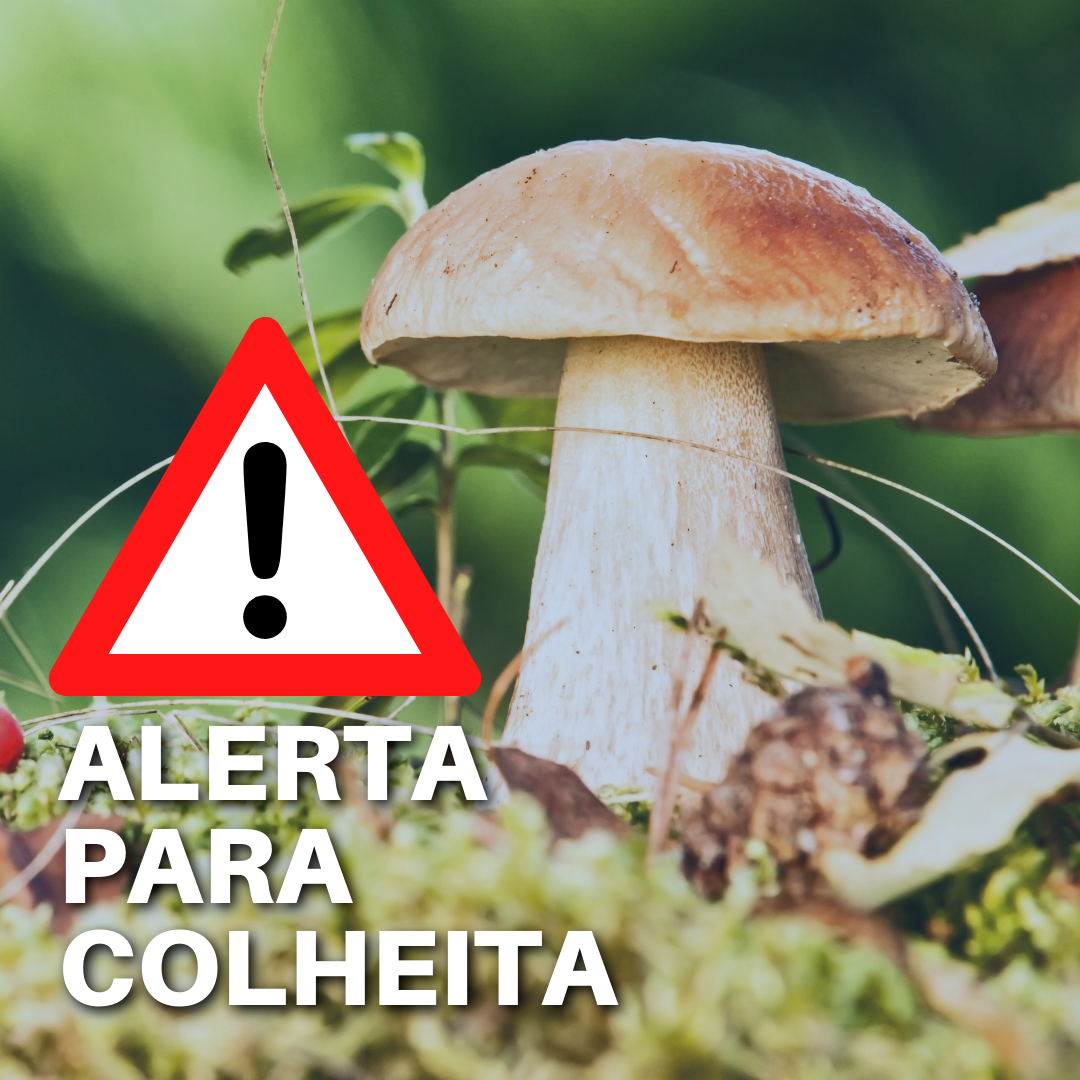 alerta para a colheita e consumo criteriosos deste fungo